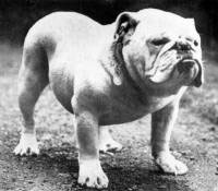 british bulldog history