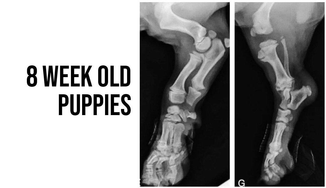 8 week old puppies and their bones