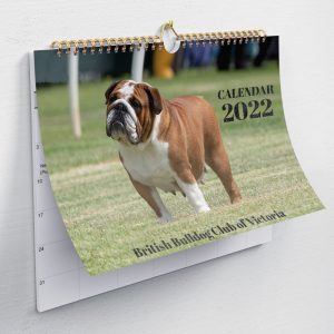 british bulldog calendar for sale